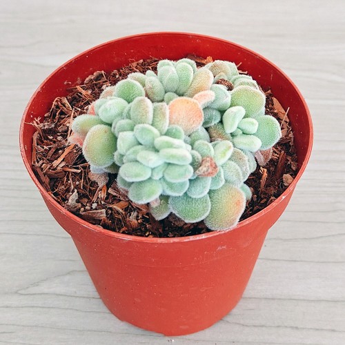 Succulent plant echeveria - -,